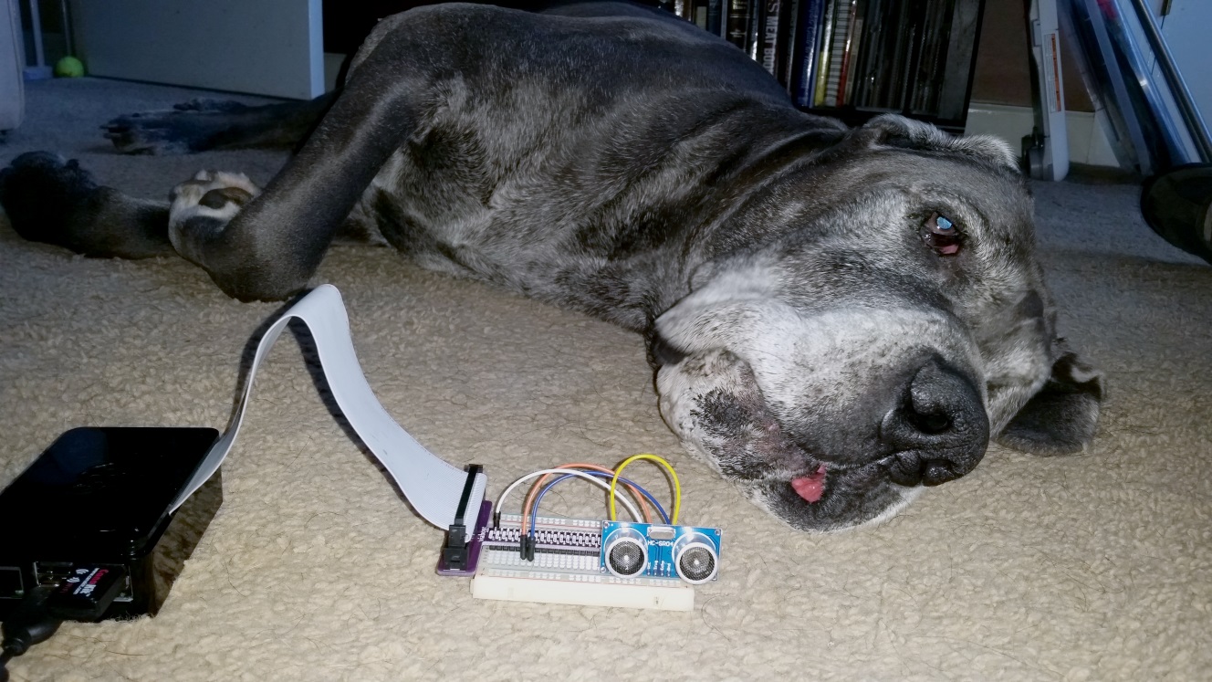 Raspberry Pi + ultrasonic sensor + Diesel the Great Dane